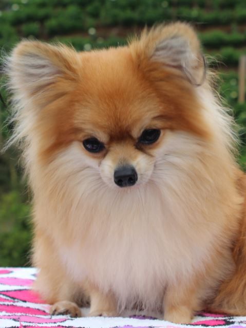 K9 Cupido | Pomeranian 