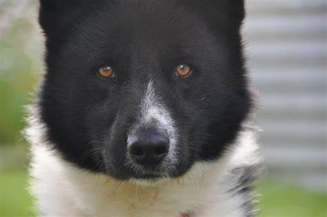 Karelian Bear Dog