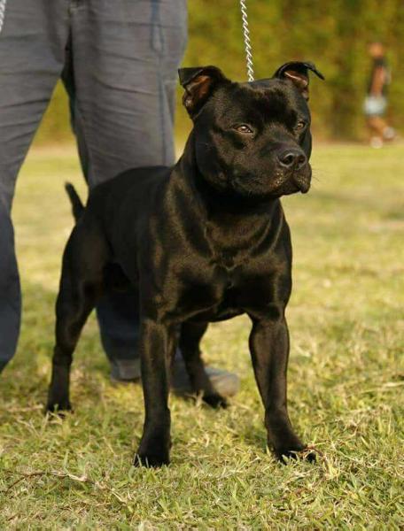 Mirmillon Justice | Staffordshire Bull Terrier 