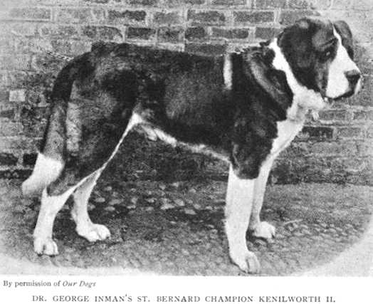 Kenilworth II (Dr. George Inman's) | Saint Bernard 