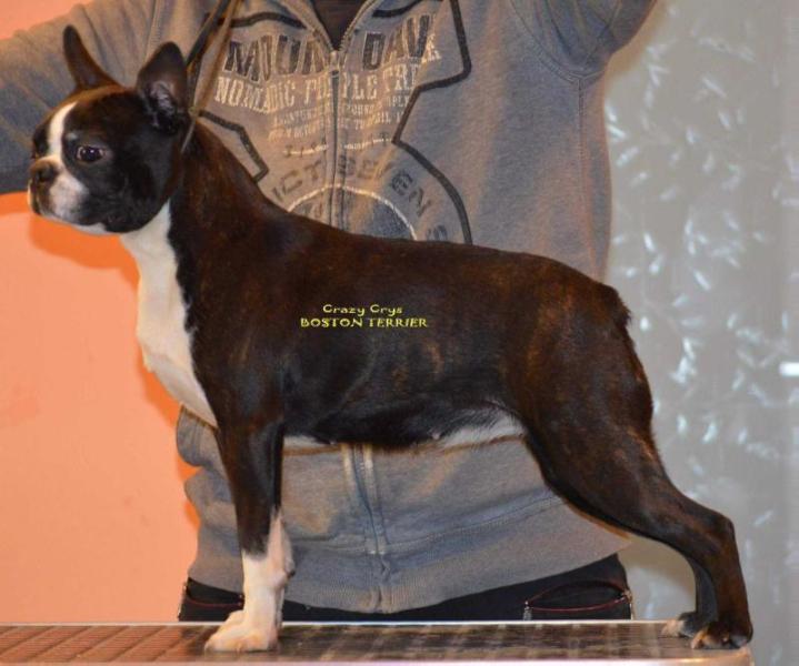 Crazy Crys Big Mac | Boston Terrier 