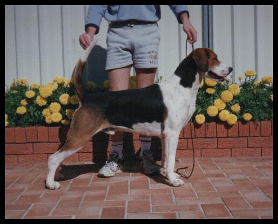 Casualeigh Watermark | English Foxhound 