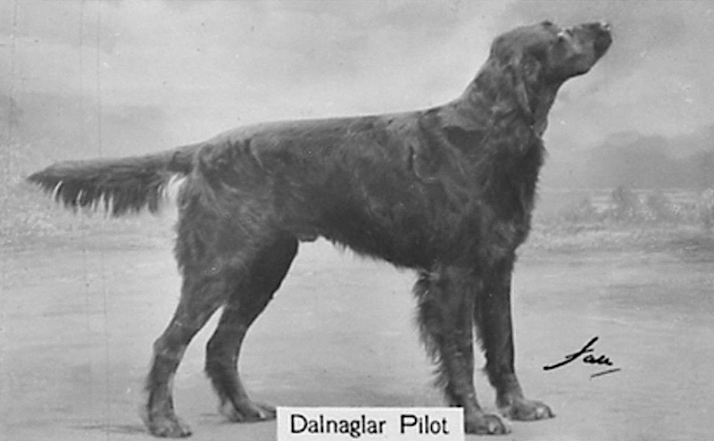 Dalnaglar Pilot | Gordon Setter 