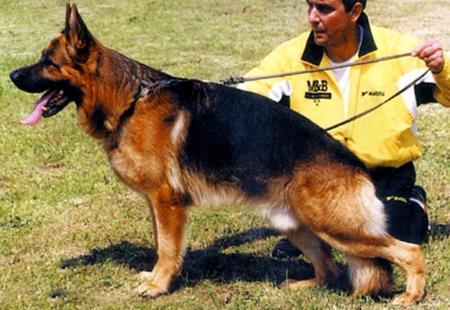 Hettel della Grande Valle | German Shepherd Dog 