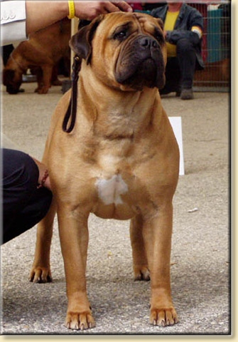 DYNAMIC FORCE FAITH OF GRAWEL | Bullmastiff 