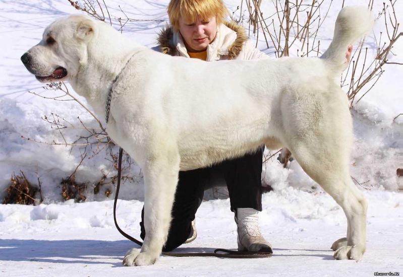 Imperiya Scorpiona Inzhir | Central Asian Shepherd Dog 