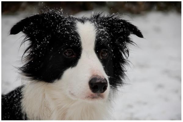 Annie Dot Hardy Horde | Border Collie 