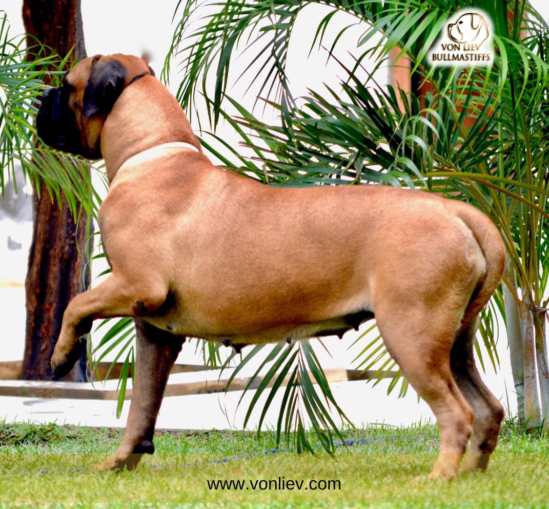 Von Liev Anna Banana | Bullmastiff 