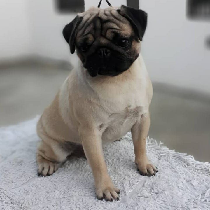 Snowkastell Covid | Pug 