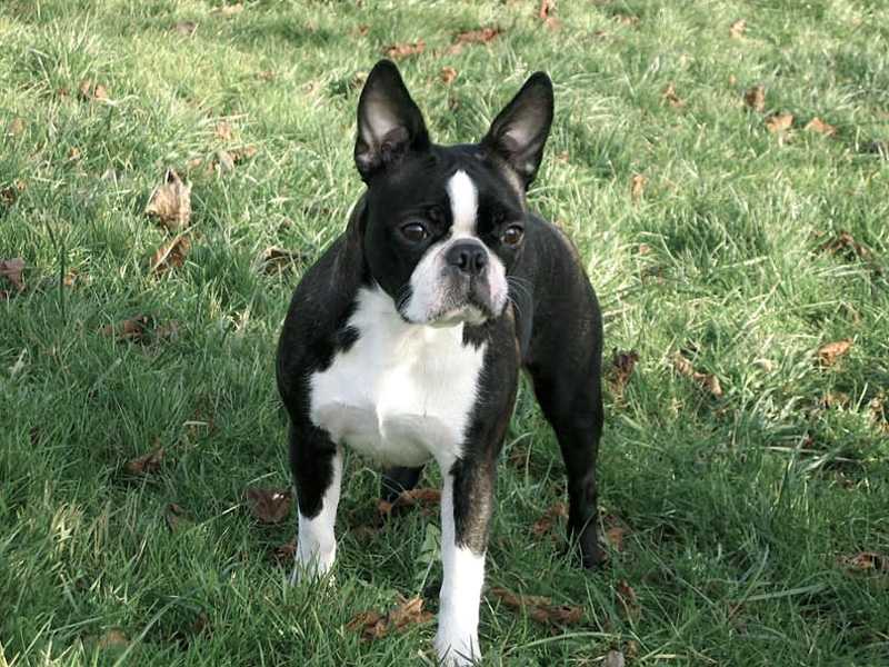 Mona z Fauny Goliata | Boston Terrier 