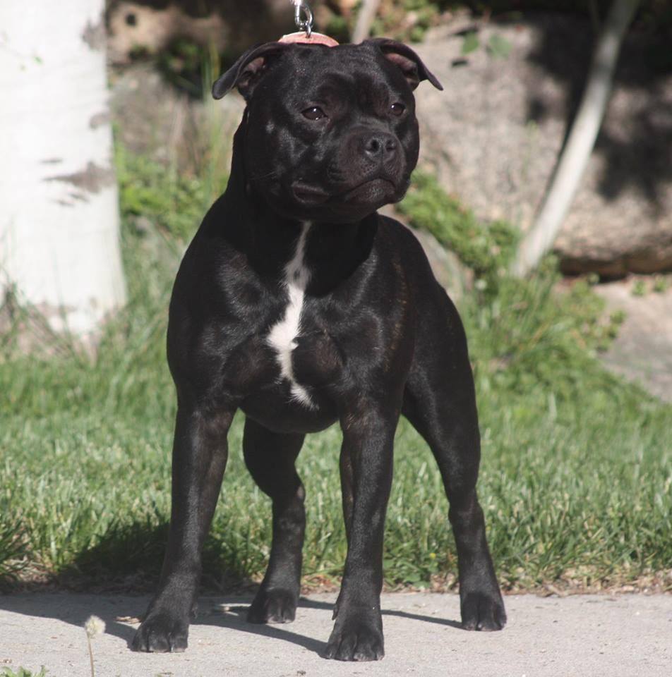 Samross American Dream | Staffordshire Bull Terrier 