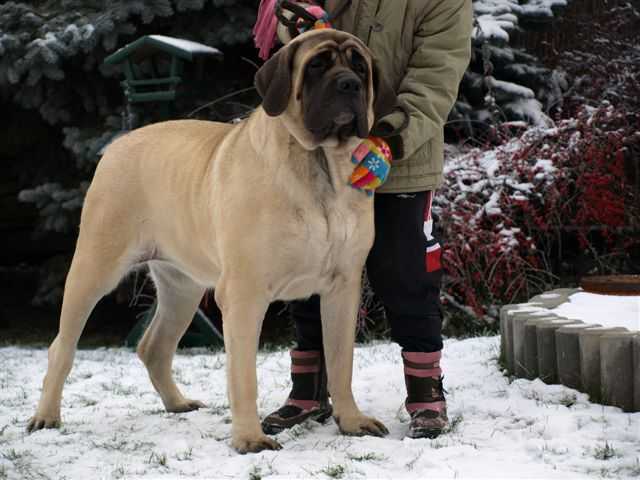 MISCHA SLNKO ZEMPLINA | Mastiff 
