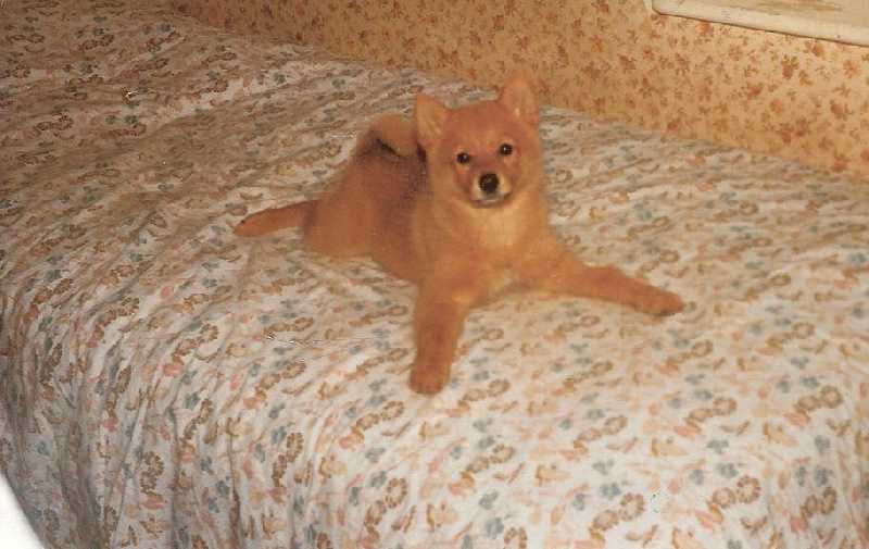 VANDA de Snapeside | Finnish Spitz 