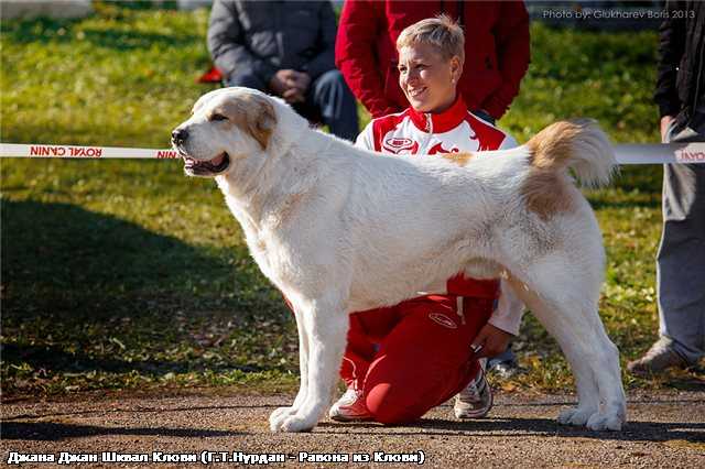 Gian Gian Squall Klovi | Central Asian Shepherd Dog 