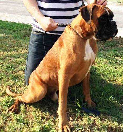 Gatillero (Abad) | Boxer 