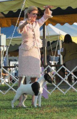 LEGACY BROXDEN ATTICUS OF QUISSEX | Smooth Fox Terrier 