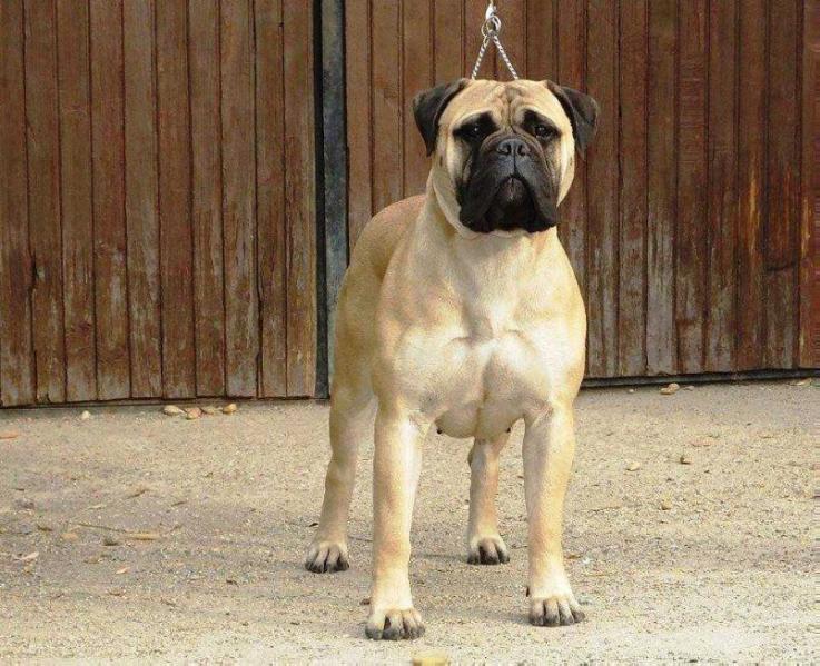 Safety of Flatland Roxanna | Bullmastiff 