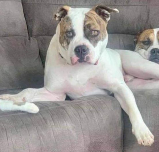 Marable's Suge of LABK | American Bulldog 