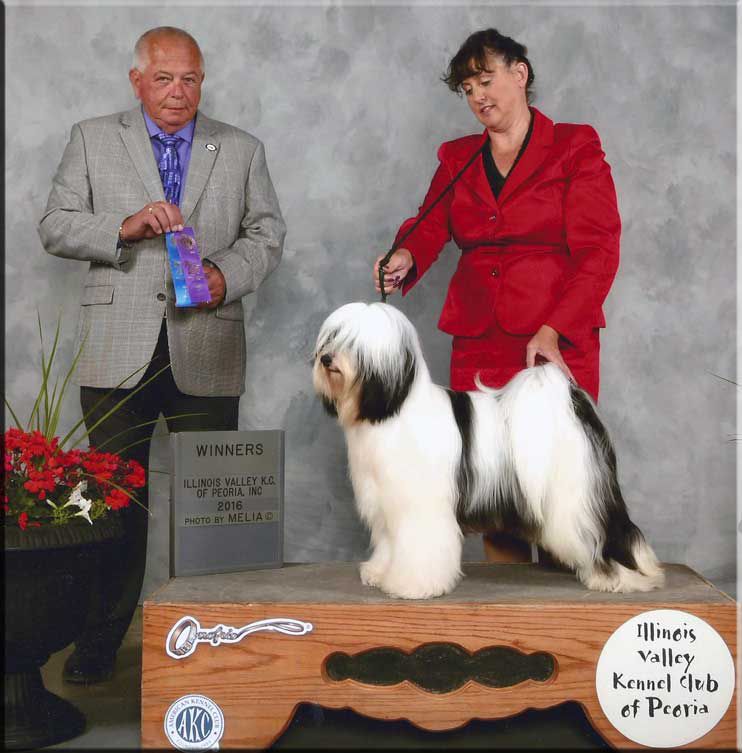 BARNSTORM INDIRA WICKED BY DZINE | Tibetan Terrier 