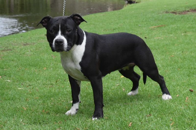 Concise Little Black Button | American Staffordshire Terrier 