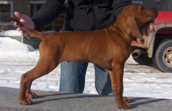 Rimfires Windtalker | Redbone Coonhound 