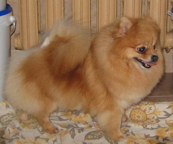 Pampusha Yubochka Iz Plyusha | Pomeranian 