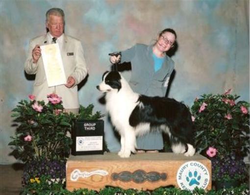 Shoreland's Night Moves | Border Collie 