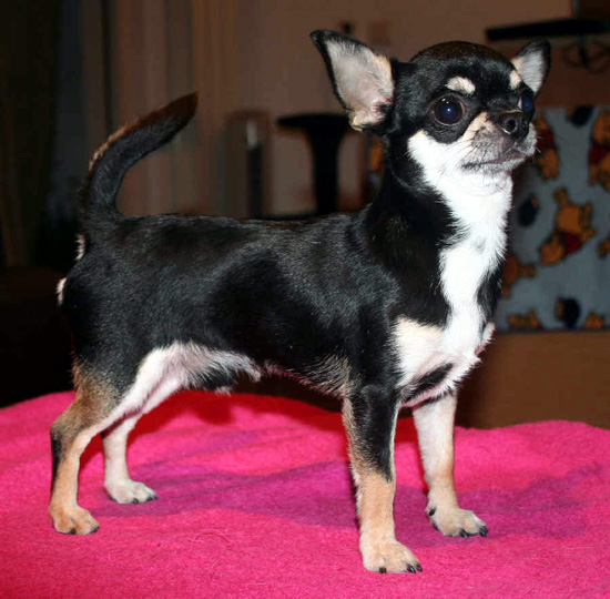 Misty Meadow's Stormin norman | Chihuahua 