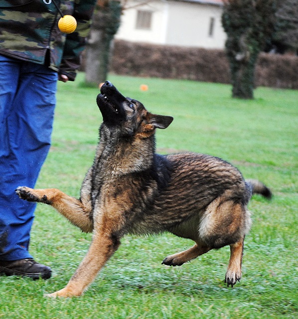 Frute di casa Toso | German Shepherd Dog 
