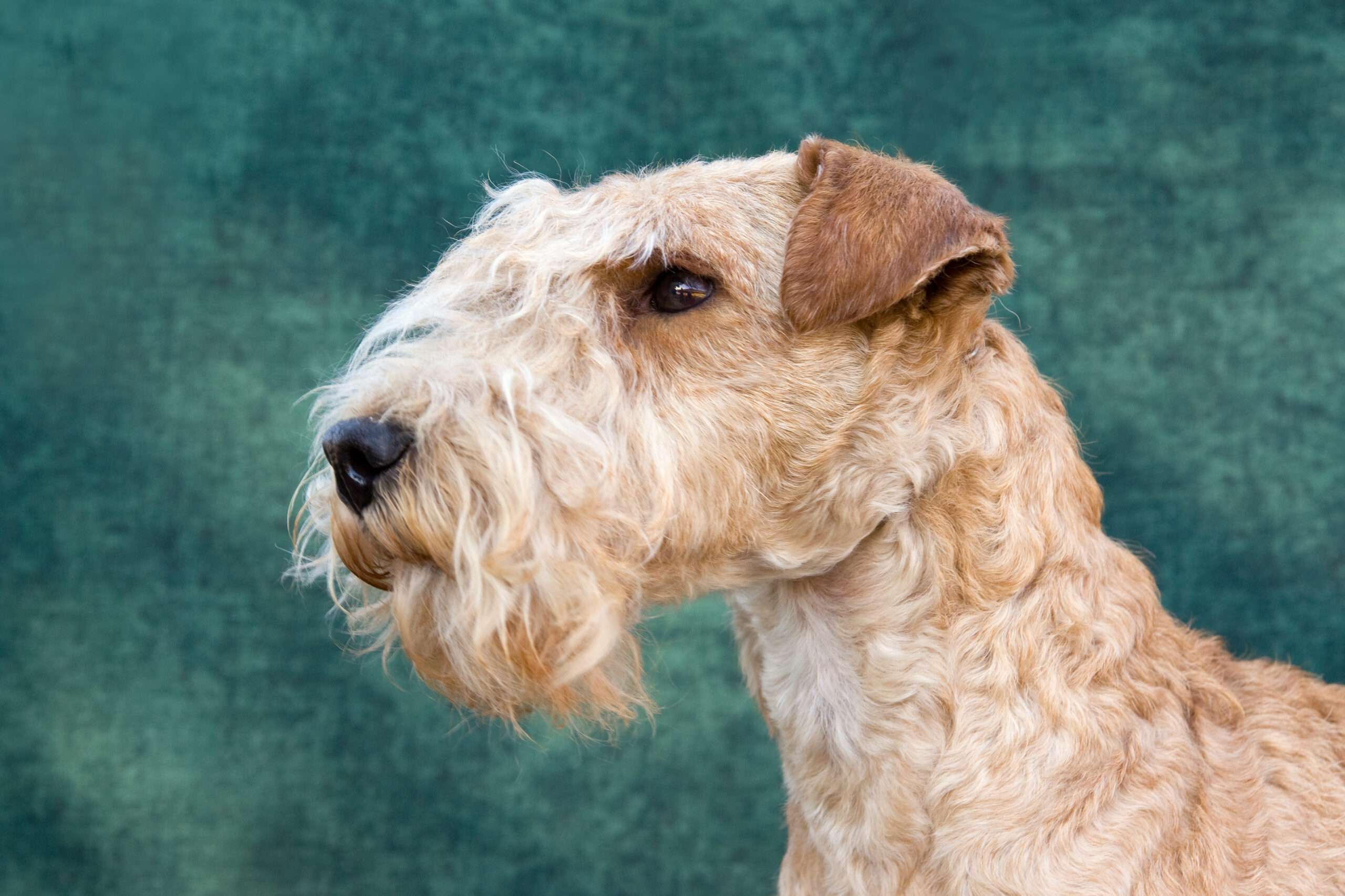 Lakeland Terrier