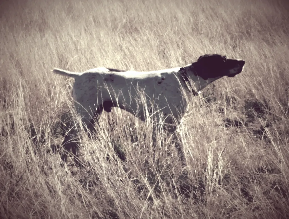 Eshods Cuttin It Slick | German Shorthaired Pointer 