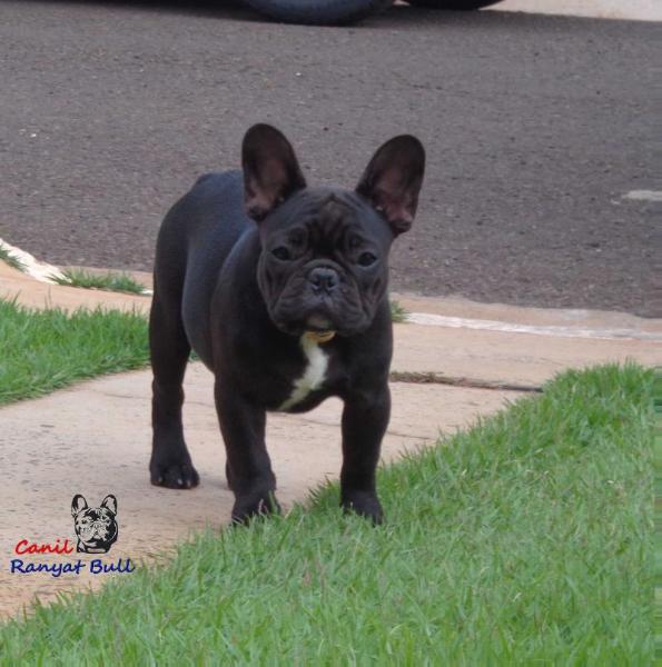 ANASTACIA RANYAT BULL | French Bulldog 