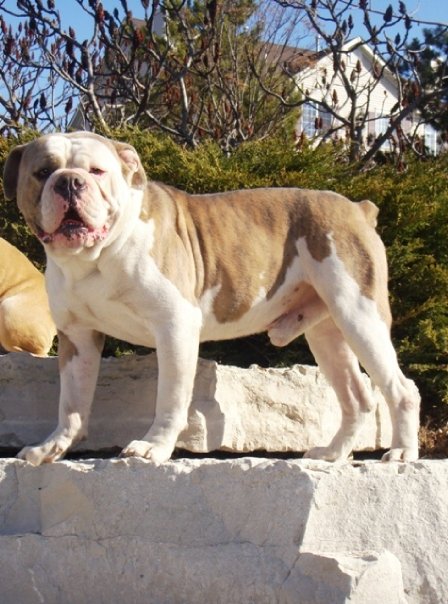 Gebert's Blue Tigger | Olde English Bulldogge 