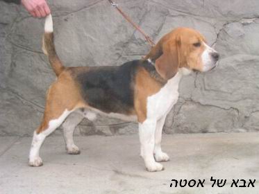 Dyktator Tel Quel | Beagle 