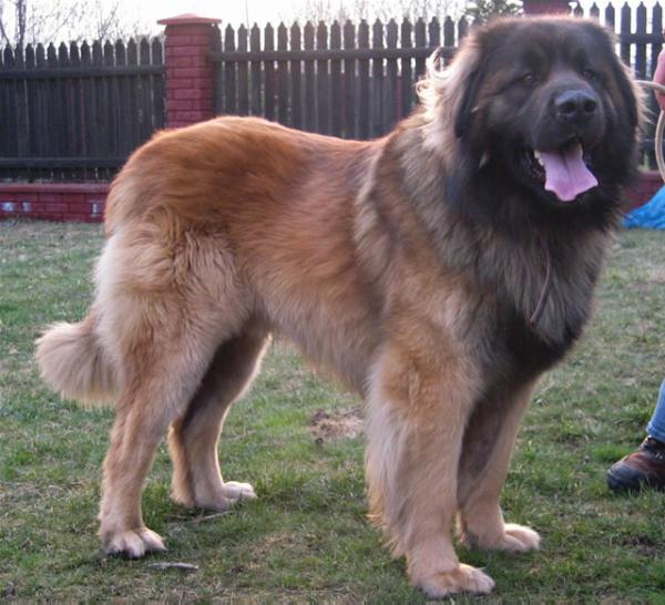 NOSTRADAMUS Ligocka Wataha | Leonberger 