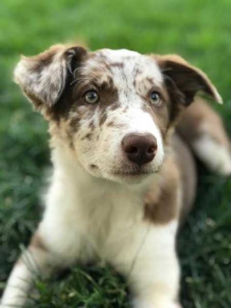 C2C Venus | Border Collie 