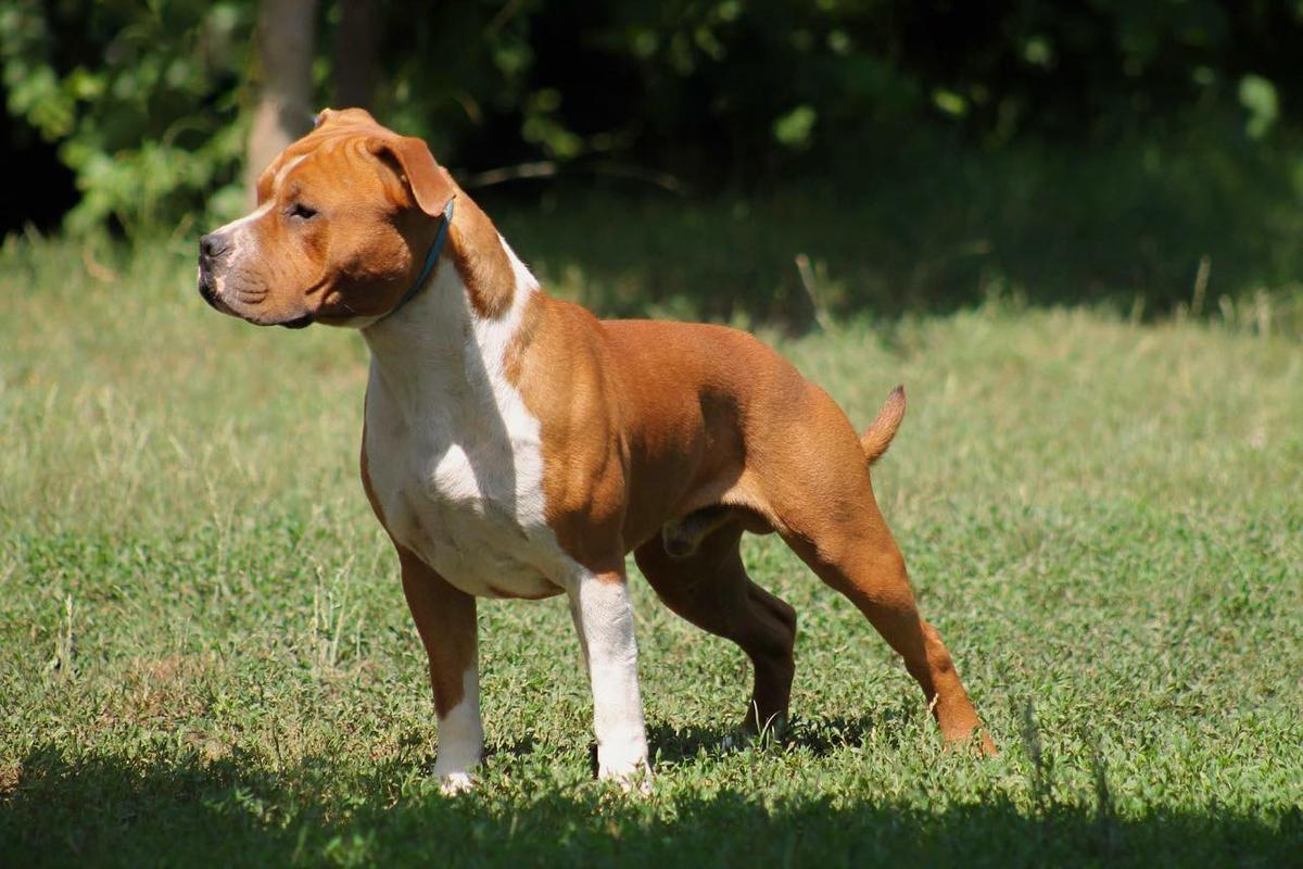 Imperial Quercus Red Robur | American Staffordshire Terrier 