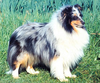 Lundecocks Scarface | Shetland Sheepdog 