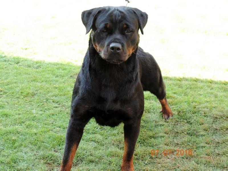 Wish | Rottweiler 