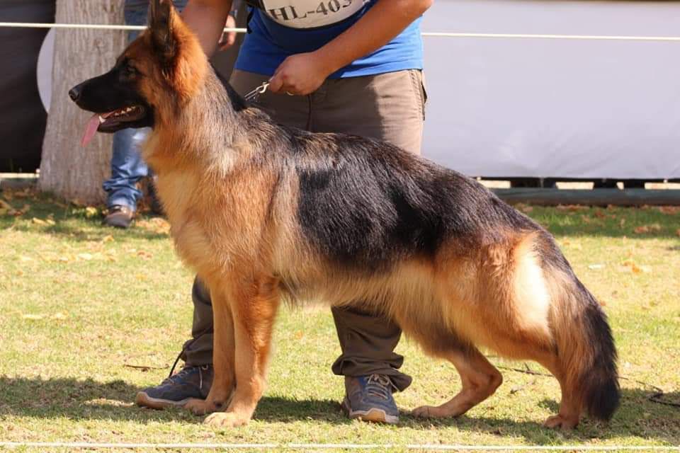 Bretta Das Zuerst  Aus Waters Froste | German Shepherd Dog 