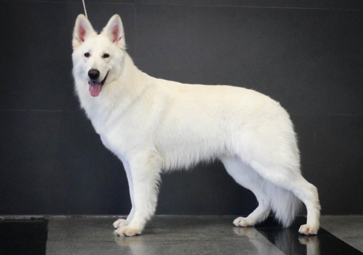 Sibirskoe Solnce Zhul'bars | White Swiss Shepherd Dog 