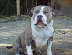 Shreck Barnes | American Pit Bull Terrier 