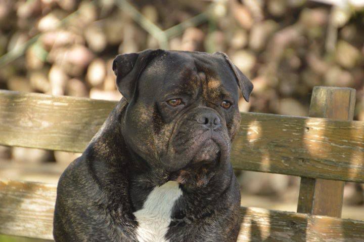 RespectBulls Joker no doubt bulls | Olde English Bulldogge 