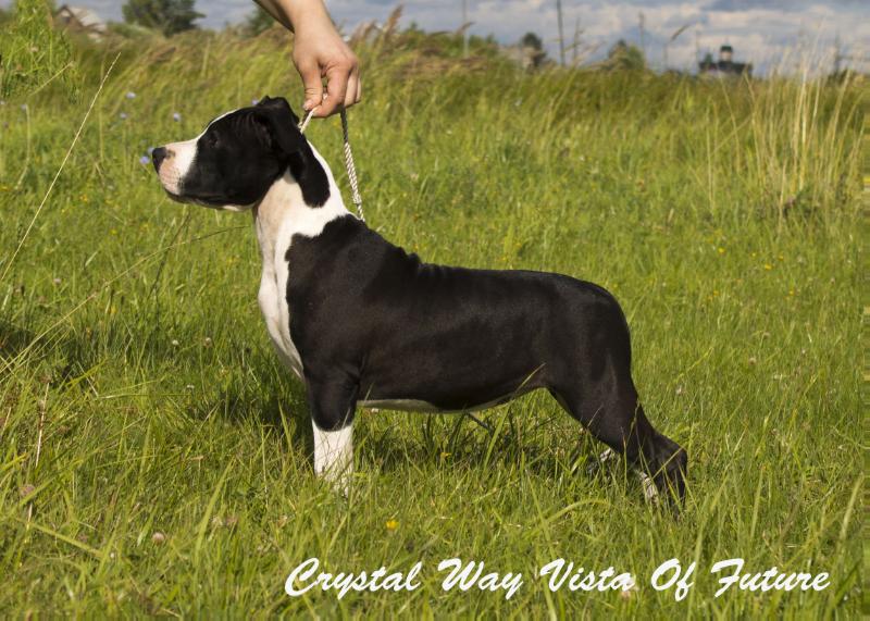Crystal Way Vista Of Future | American Staffordshire Terrier 