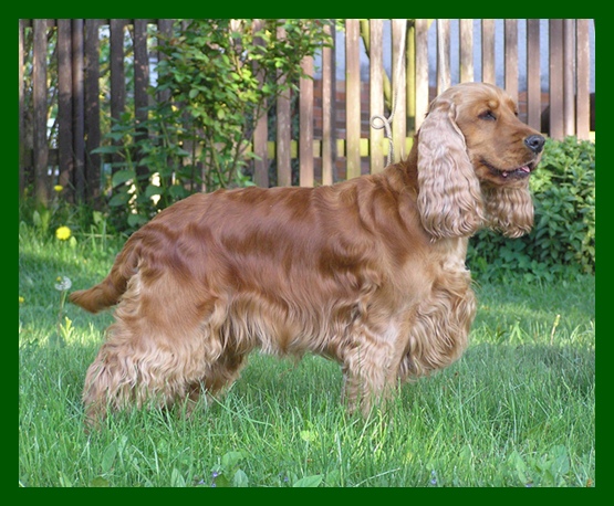 Mazurka Ben's Romaneto | English Cocker Spaniel 