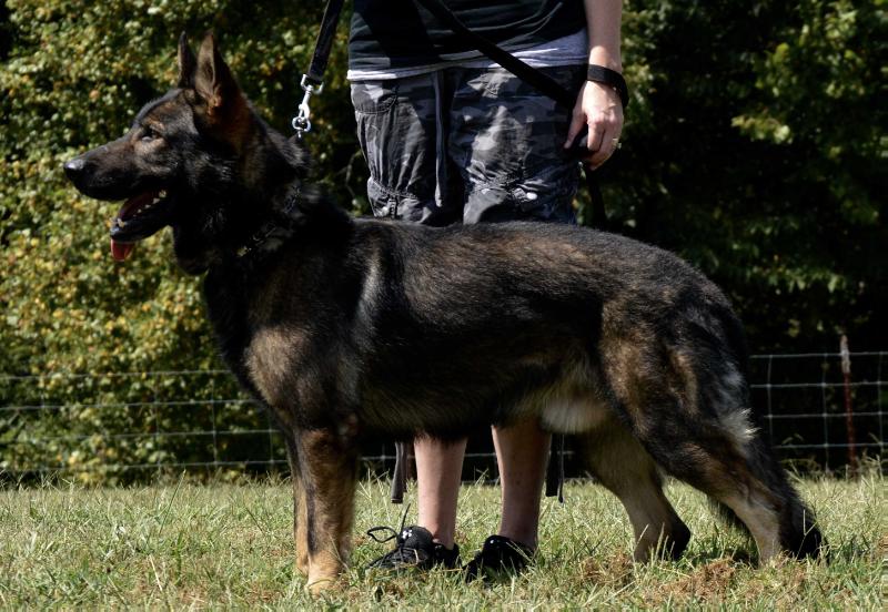 Cheero Hexer | German Shepherd Dog 