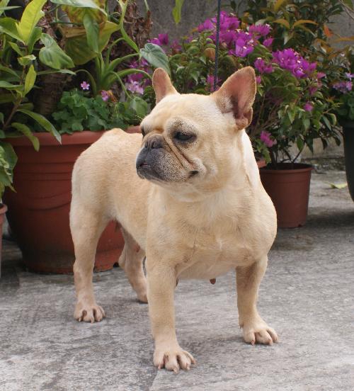 Dietmar of Dymamic Dog House | French Bulldog 