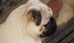 Lleo-Sanmart Monserrat | Pug 