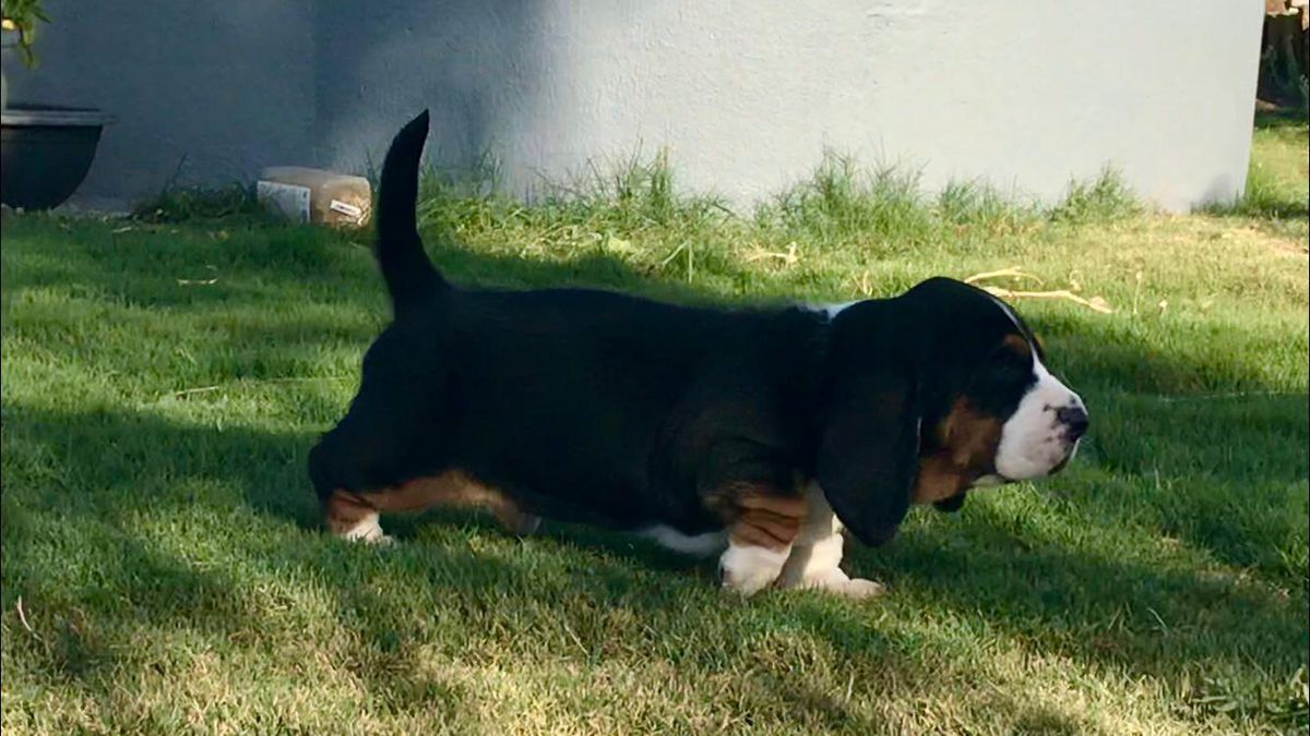 CARMONITA CANEM BARROSA | Basset Hound 