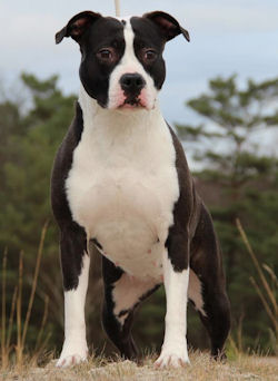 Daydreamer's Latoya Love | American Staffordshire Terrier 